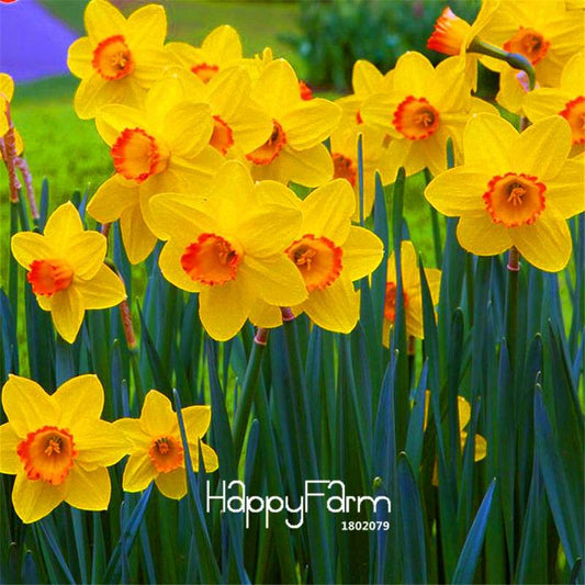 Double Petal Pink Daffodil Bonsai Seeds - Aquatic Plant Seeds for Home Garden