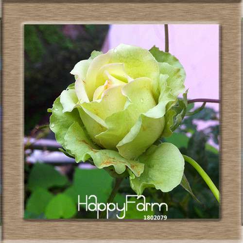 Rare White Red Edge Rose Seeds - for Balcony, Indoor & Garden Planting | Fresh Potted Flower Seeds