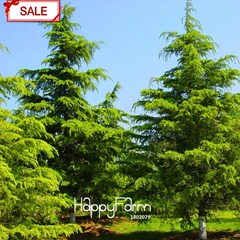 Cedar Bonsai Tree Seeds - DIY Home Garden Planting Kit for Beginners - Cedrus