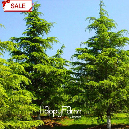 Cedar Bonsai Tree Seeds - DIY Home Garden Planting Kit for Beginners - Cedrus