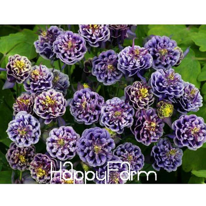 Aquilegia Seeds - Rare Flower & Vegetable Plants, 13 Vibrant Colors | Authentic & Fresh