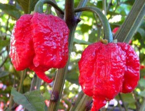 Giant Spicy Red Chili Pepper Seeds - Hot Heirloom Plants for Garden, Pots & Balcony - Non-GMO Bonsai Seeds
