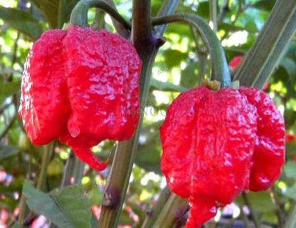 Giant Spicy Red Chili Pepper Seeds - Hot Heirloom Plants for Garden, Pots & Balcony - Non-GMO Bonsai Seeds