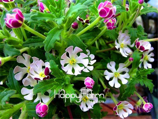 Night Blooming Phlox Seeds - Bonsai, Home Gardening, Flower Pots, Balcony Plants - Premium Quality