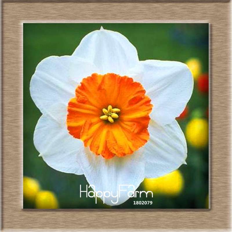 Daffodil Seeds (Narcissus Tazetta) - Indoor Flowering Bulbs for Home & Office, Easy to Grow