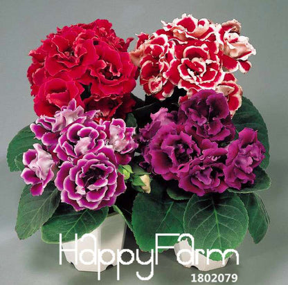 9-Color Gloxinia Seeds - Perennial Bonsai Flowers for Balcony - Vibrant & Easy to Grow