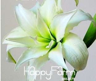 Amaryllis Seeds Bag - Rare Native Hippeastrum Flower Bulbs for Planting, Vibrant Blooms