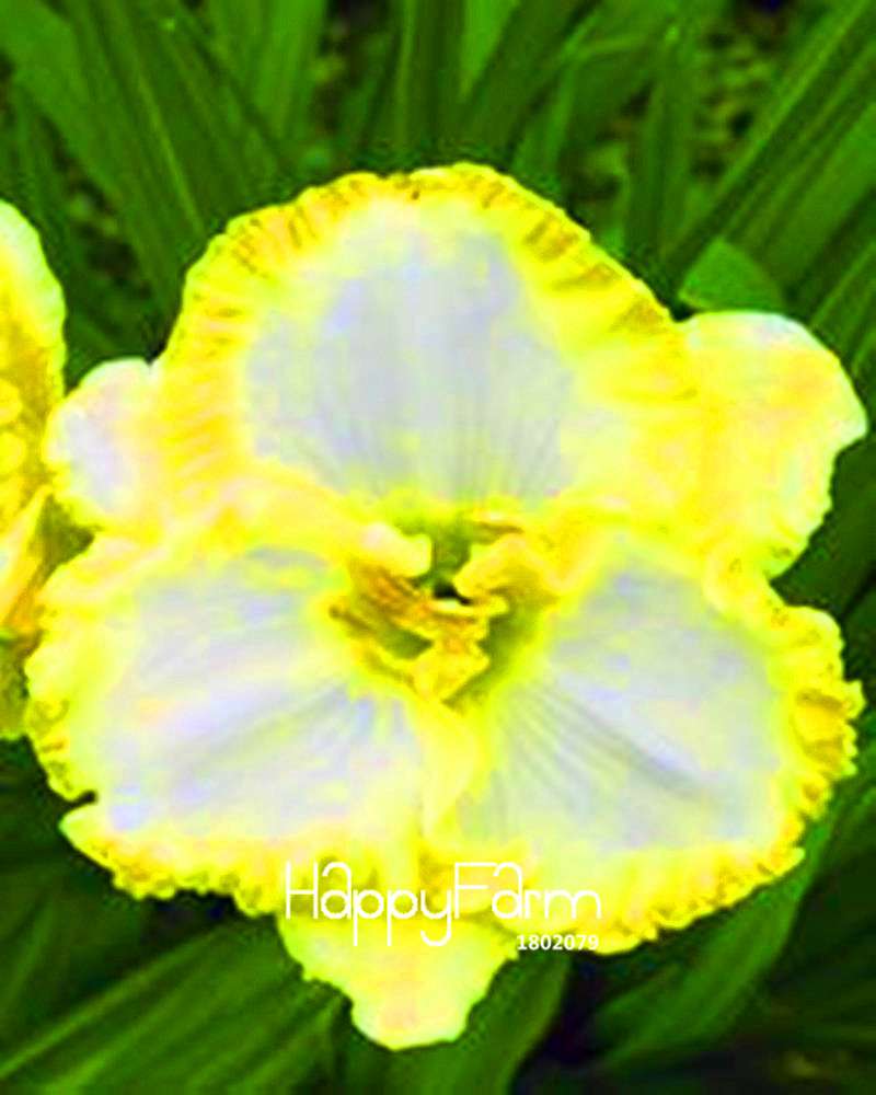Hybrid Daylily Seeds - Colorful Hemerocallis Lily for Home Garden & Bonsai | Fast-Growing Flower Seeds