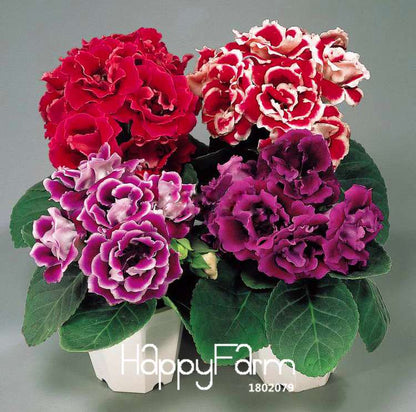 Vibrant 9-Color Gloxinia Seeds - Perennial Sinningia Speciosa, Bonsai & Balcony Flowers - USA-Grown