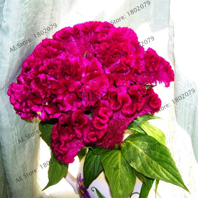 2025 Celosia Flower Seeds Mix Color - Cockscomb Seeds for Home Garden, Easy to Grow & DIY Planting