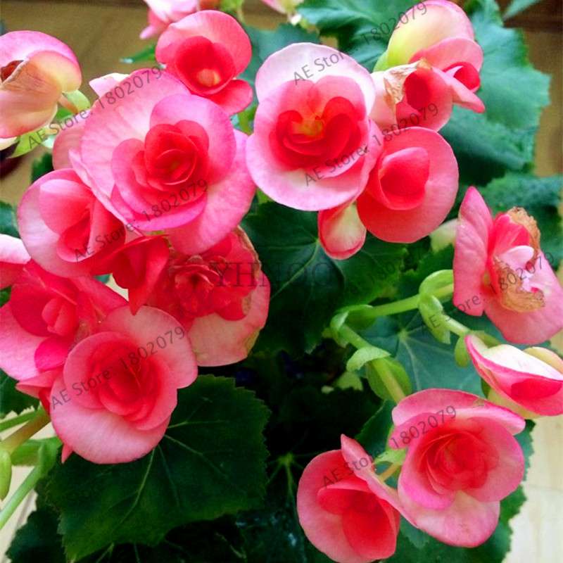 Begonia Seeds - Easy to Grow Bonsai Balcony Flowers, Potted Eustoma & Malus Spectabilis for Home Garden