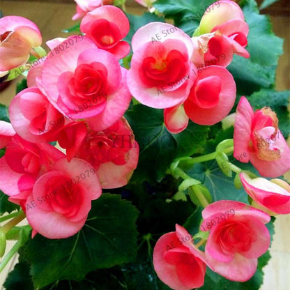 Begonia Seeds - Easy to Grow Bonsai Balcony Flowers, Potted Eustoma & Malus Spectabilis for Home Garden