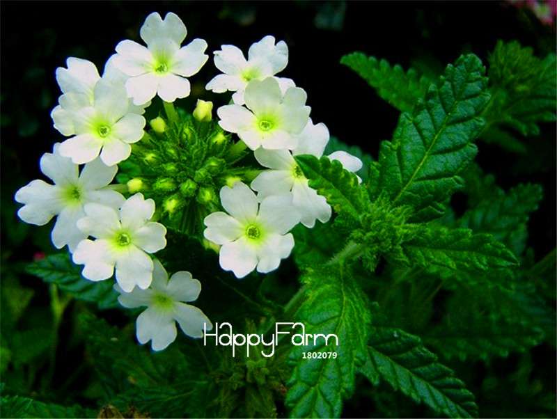 Colorful Verbena Hybrida Seeds - Vibrant Bonsai Flower Seeds for Home Garden Planting
