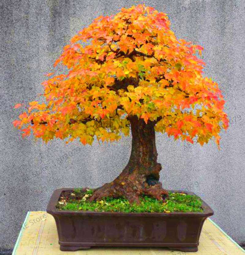 Premium Japanese Red Maple Bonsai Seeds - Gorgeous Indoor Home Tree - Fast US Shipping
