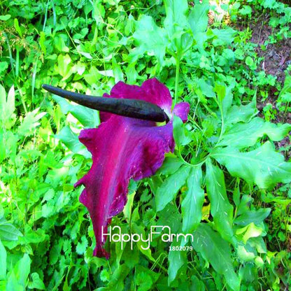 Giant Voodoo Lily Seeds - Exotic Potted Bonsai Plant for Garden & Courtyard | Fast US Shipping