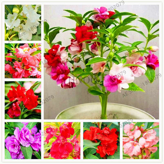 Bonsai Impatiens Seeds - Touch-Me-Not Flower Seeds for Home & Garden Planting - Easy Grow Bonsai Plants