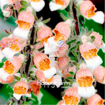 Fritillaria Foxglove Seeds - Potted Bonsai Garden Kit for DIY Home Planting | Premium Quality