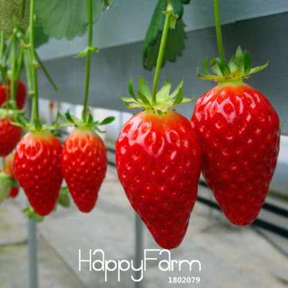 Strawberry Seeds for Planting - Sweet, Juicy Red Fruit, Perfect for Patio & Garden - Non-GMO, Easy Grow