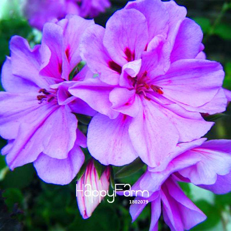 Purple Geranium Seeds - Elegant Perennial Flowers for Indoor & Outdoor Gardening