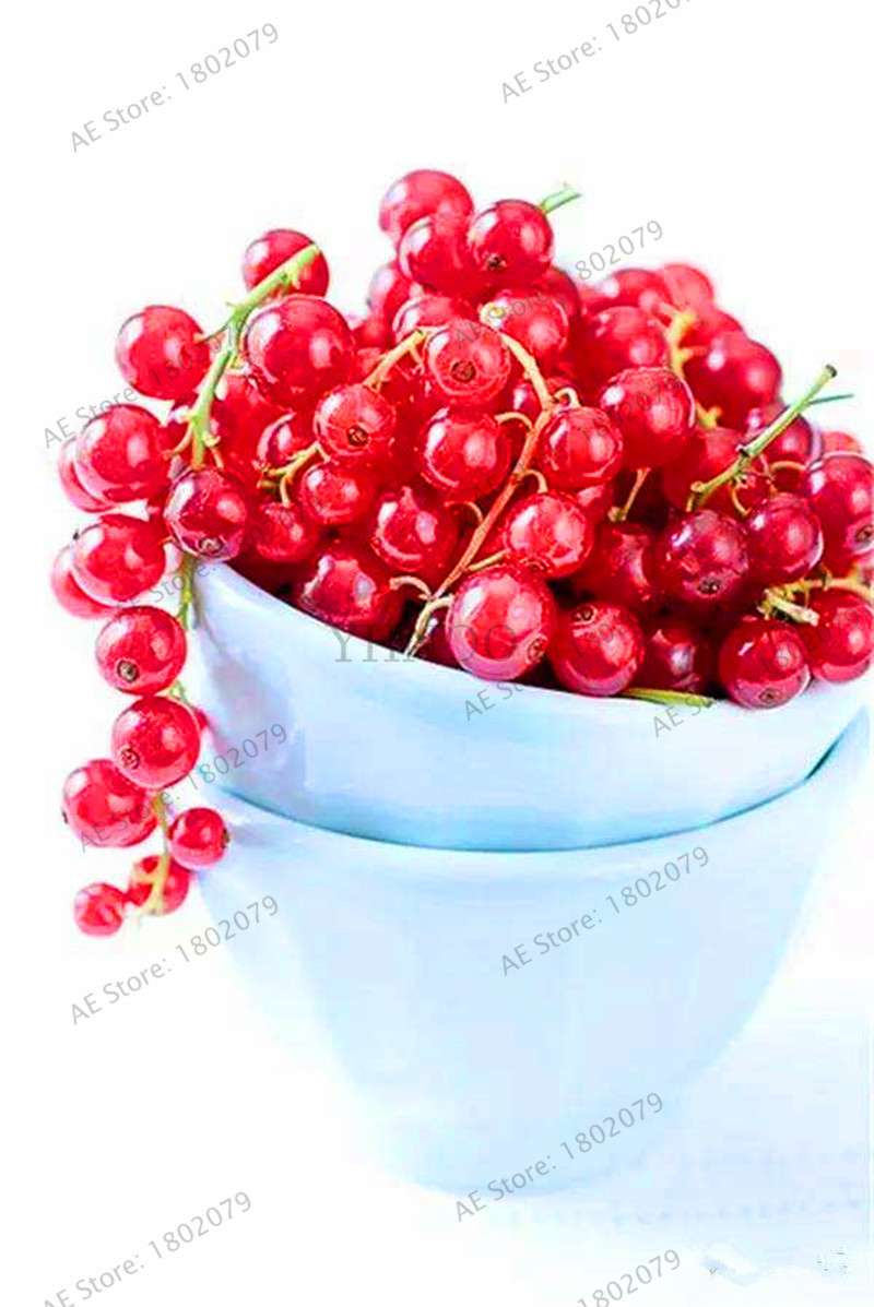 Organic Gooseberry Seeds - Fresh, Nutrient-Rich Perennial Fruit Seeds for Home Gardening
