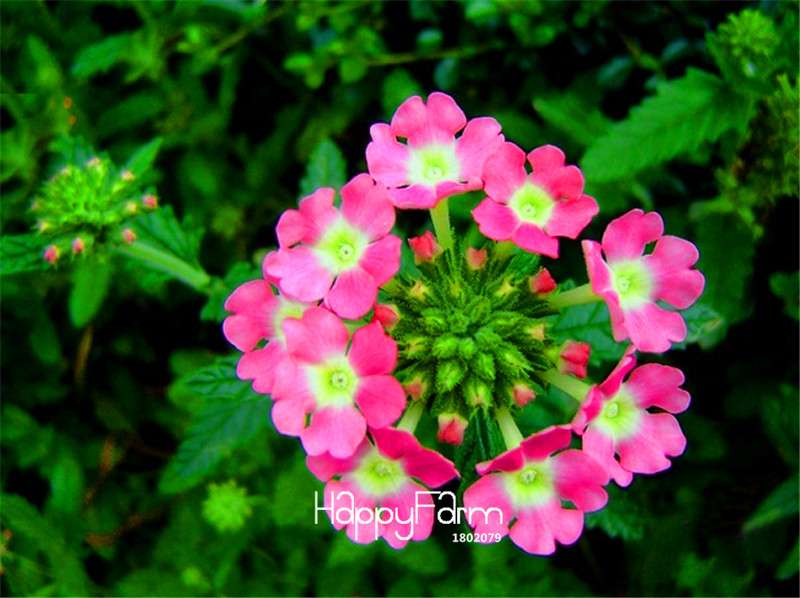 Colorful Verbena Hybrida Seeds - Vibrant Bonsai Flower Seeds for Home Garden Planting