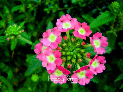 Colorful Verbena Hybrida Seeds - Vibrant Bonsai Flower Seeds for Home Garden Planting