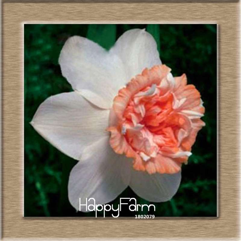 Narcissus Tazetta Seeds - Beautiful Daffodil Balcony Plants, Air-Purifying & Easy to Grow