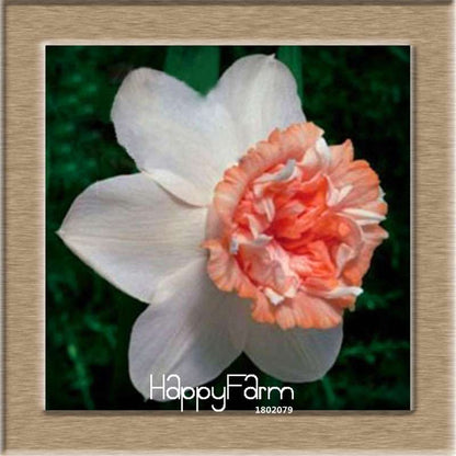 Narcissus Tazetta Seeds - Beautiful Daffodil Balcony Plants, Air-Purifying & Easy to Grow