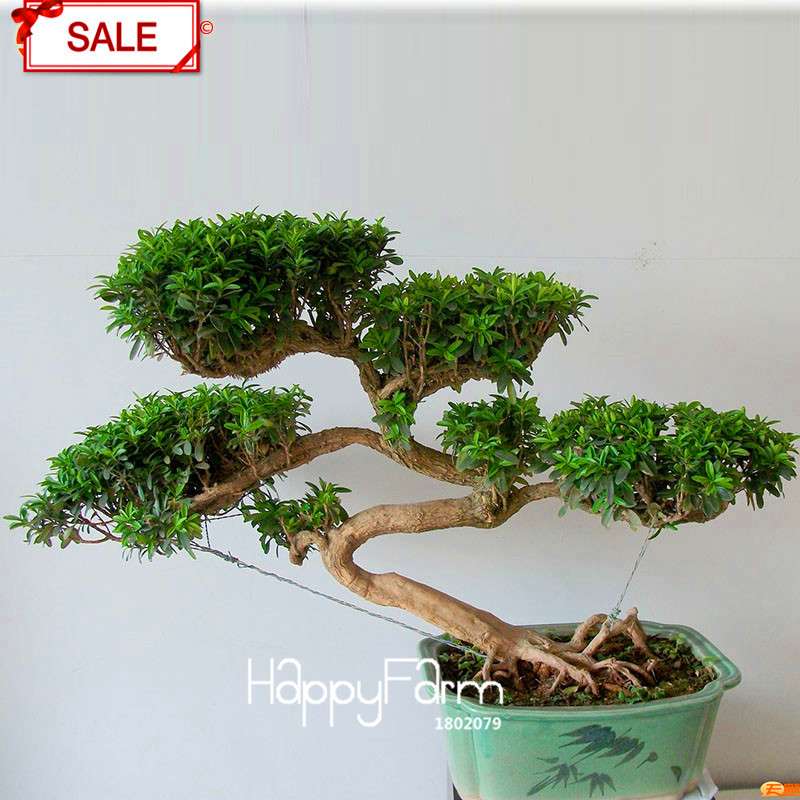 Boxwood Bonsai Seeds - Grow Purifying Air Boxtree Plants, Real Potted Seeds for Home & Garden