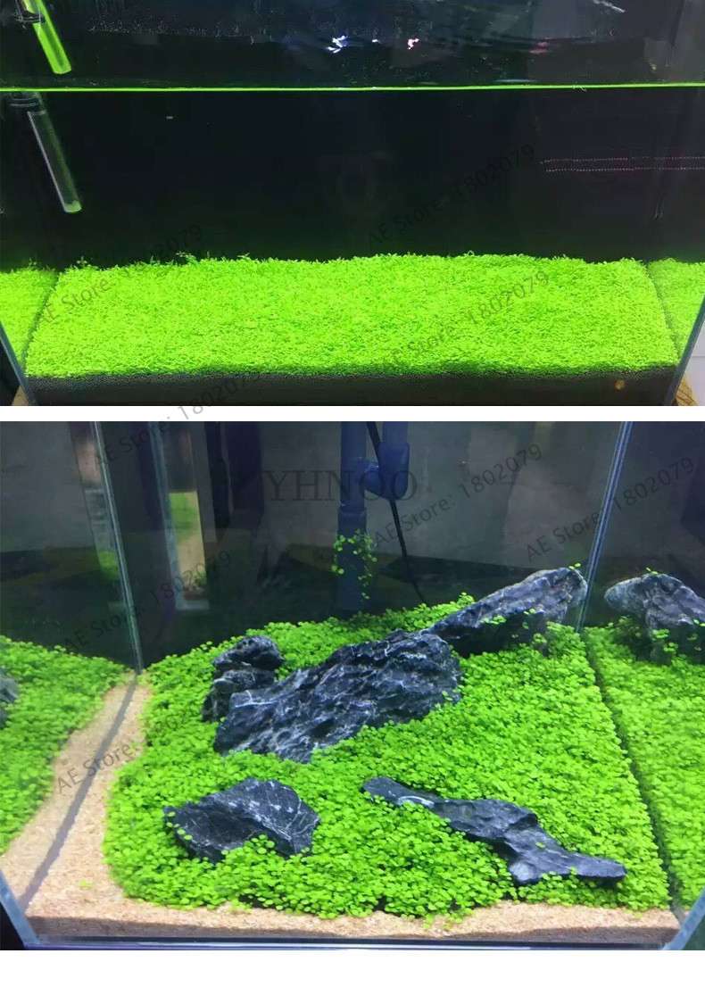 Aquarium Seeds - Glossostigma Hemianthus Callitrichoides for Fish Tank, Live Aquatic Plants, Mini Leaf Water Grass Decor