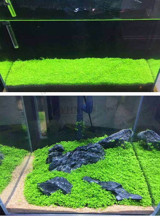 Aquarium Seeds - Glossostigma Hemianthus Callitrichoides for Fish Tank, Live Aquatic Plants, Mini Leaf Water Grass Decor