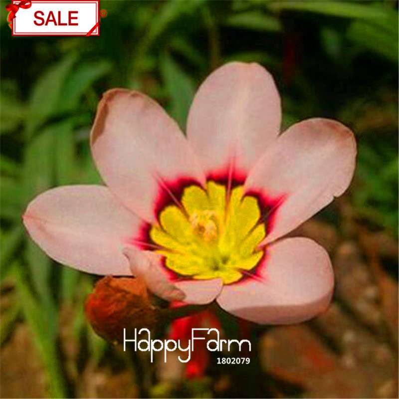 Red Sparaxis Tricolor Rose Flower Seeds - for Balcony Potted Flowers | USA Garden
