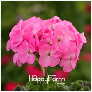 Geranium Seeds for Potted Balcony Planting - Fast Sprouting Pelargonium Flowers