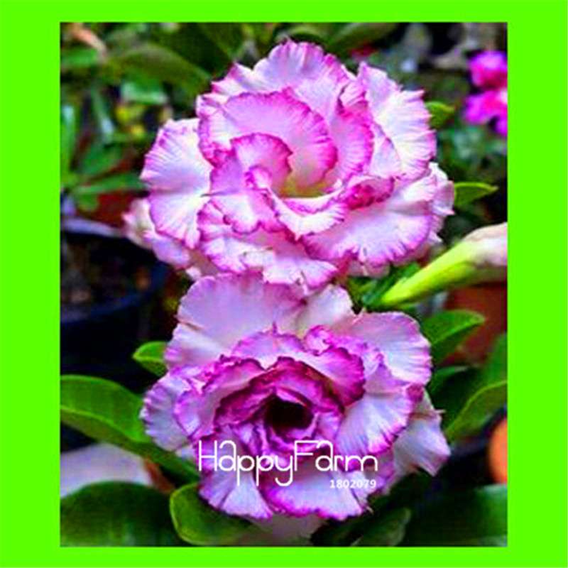 Desert Rose Seeds - Stunning Bonsai Flower for Garden, Balcony & Pots