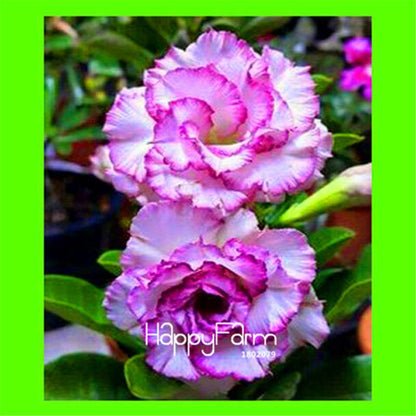 Desert Rose Seeds - Stunning Bonsai Flower for Garden, Balcony & Pots