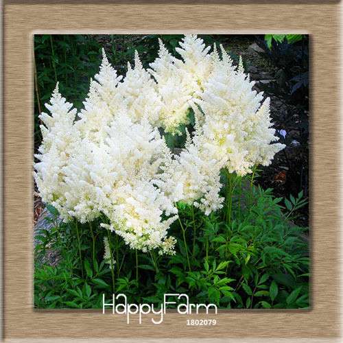 6-Color Chinese Astilbe Flower Seeds - Vibrant Balcony & Potted Garden Blooms, Fast US Shipping