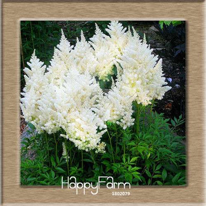 6-Color Chinese Astilbe Flower Seeds - Vibrant Balcony & Potted Garden Blooms, Fast US Shipping