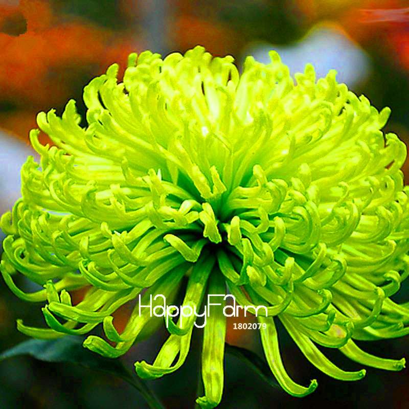 Fragrant Chrysanthemum Seeds - Colorful Bonsai Flower Seeds for Home Garden Planting