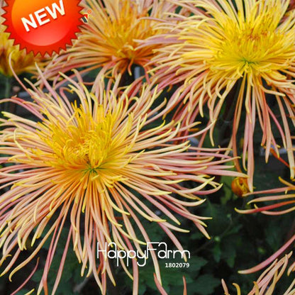 Rare Fireworks Orange Chrysanthemum Seeds - DIY Garden Flowers for Planting, Gifting & Home Decor