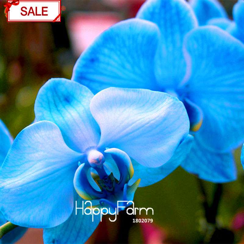 Phalaenopsis Orchid Seeds - 9 Stunning Varieties, Perennial Potted Flowers for Home & Garden