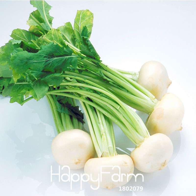 White Cherry Belle Radish Seeds - Non-GMO, Fast-Growing Vegetable Seeds for Home Garden Planting