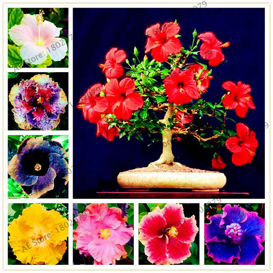 24-Color Giant Dinnerplate Hibiscus Seeds - Perennial Flower for Home, Bonsai & Garden Planting