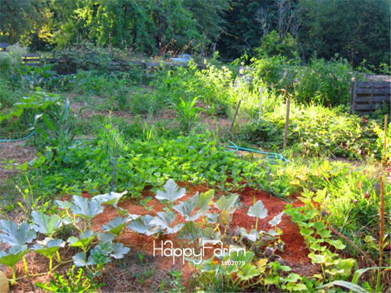 Honeysuckle Vine Seeds - Rare Flower Seeds for Home Garden, Naturally Grown & Bonsai