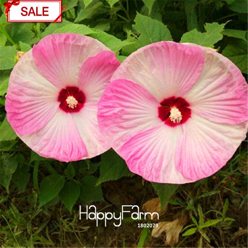 Red Giant Hibiscus Seeds - for Planting, DIY Home Garden Bonsai, Vibrant Blooming Flowers