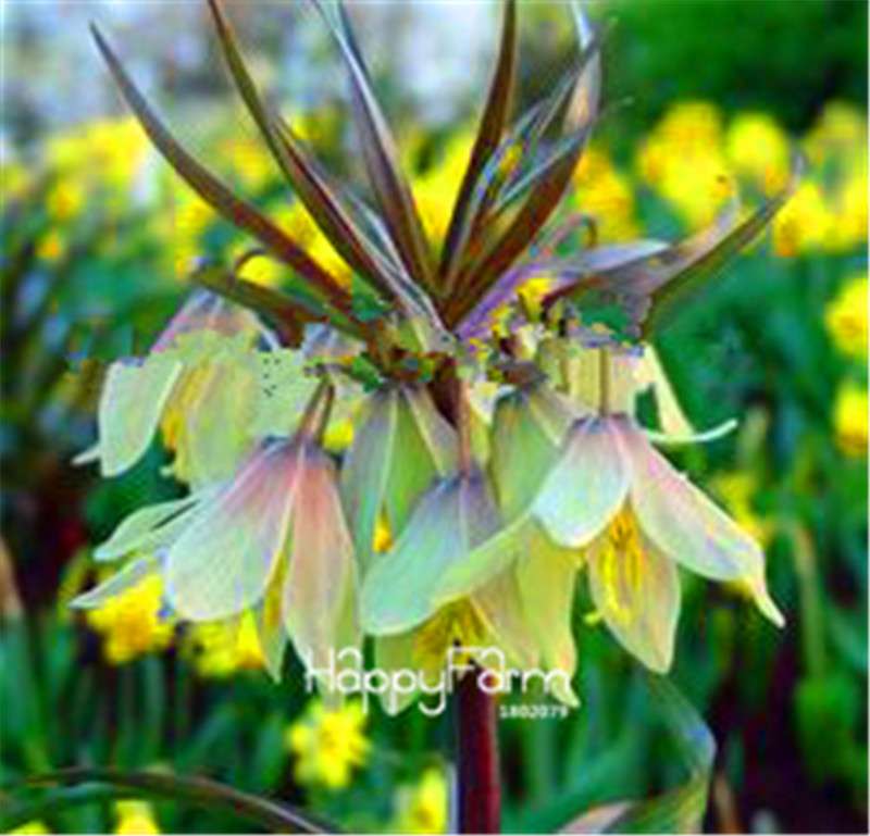 Fritillaria Foxglove Seeds - Potted Bonsai Garden Kit for DIY Home Planting | Premium Quality