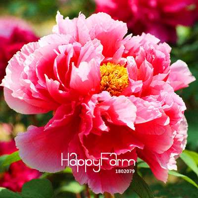 Purple & White Peony Seeds - for Home Garden, Bonsai & Potted Flowers | Premium Blooming Plant Seeds