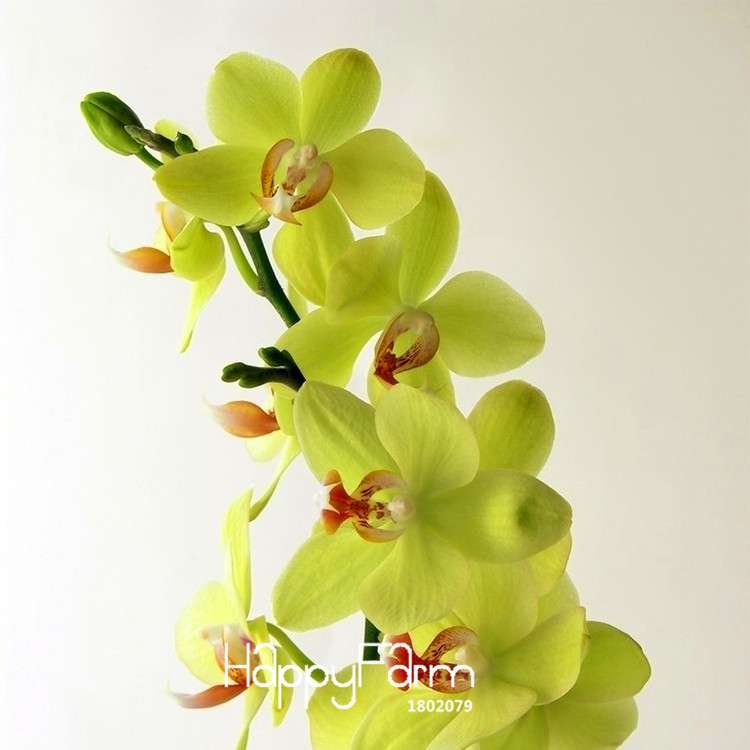 Green Orchid Bonsai Seeds - Air Purifying Phalaenopsis Orchids for Home & Office