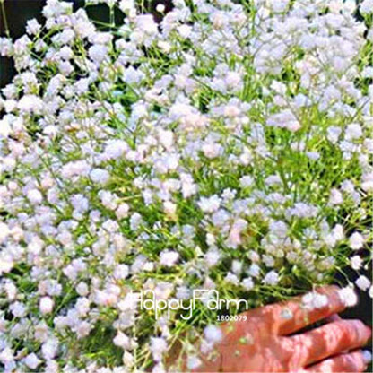 Gypsophila Seeds - Fragrant Bonsai Flowers for Home Garden Planting