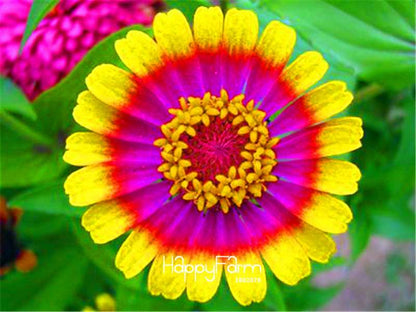 Premium Zinnia Seeds Mix - 24 Varieties, - Rare Colorful Flowers for Indoor & Outdoor Gardens