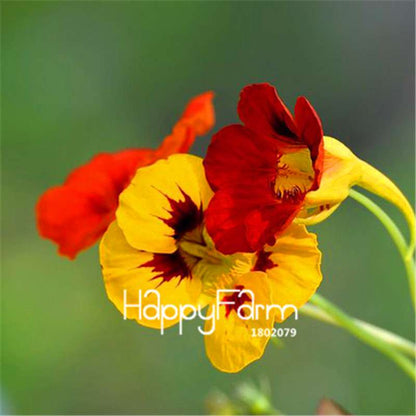 Rare Hanging Nasturtium Seeds - Vibrant Climbing Flowers for Garden & Containers